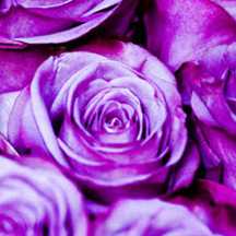 服务器攻击软件